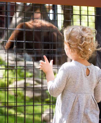 Young child looking into a bear exhibit at the Folsom zoo