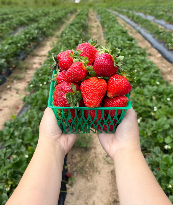 basket of strawberries
