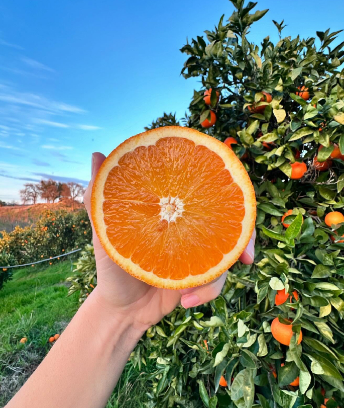 hand holding up orange citrus