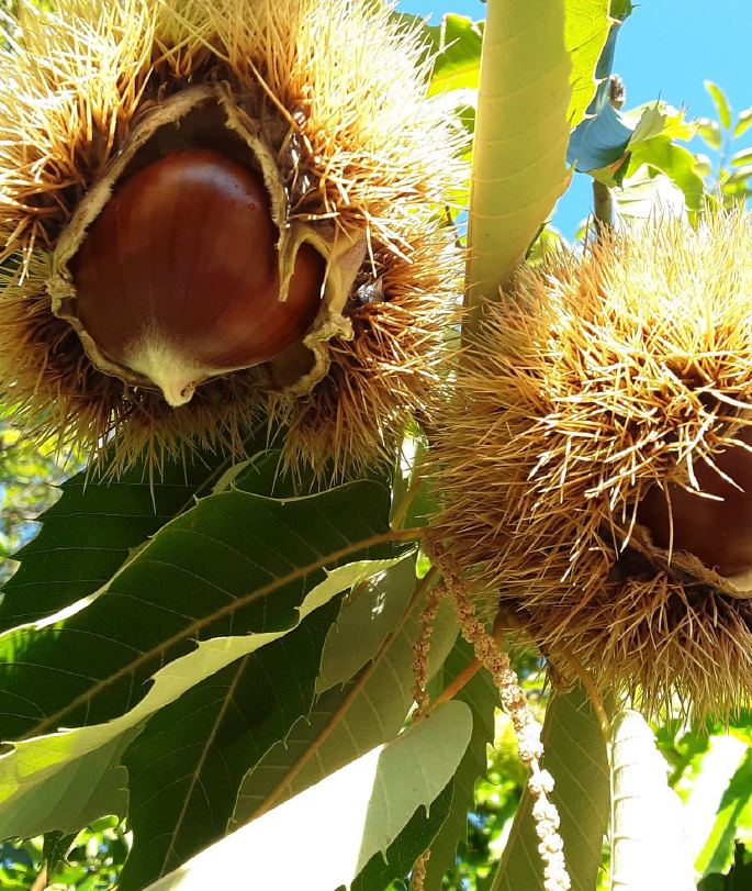Chestnuts
