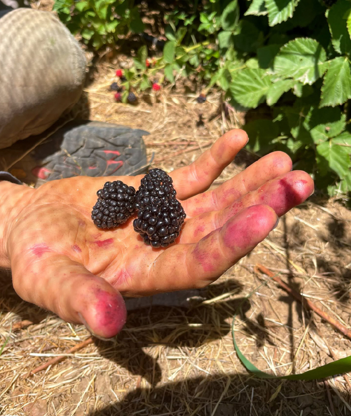 Hand Holding berries