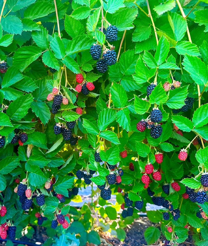 berry bushes