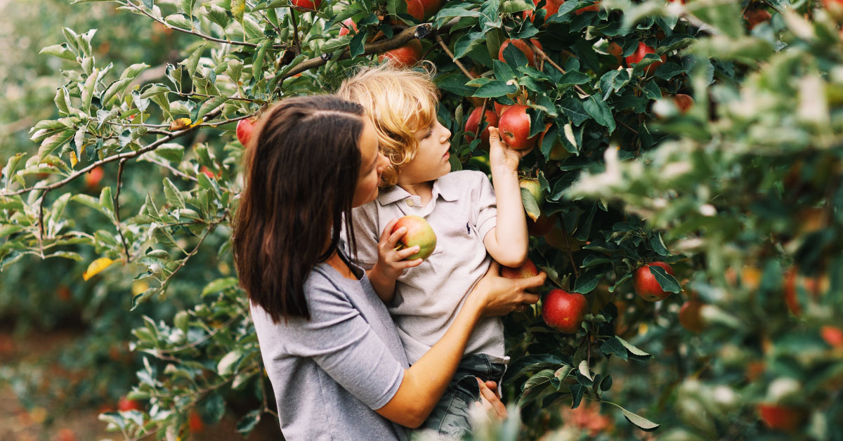 Mother holding her child while they pick apples off a tree