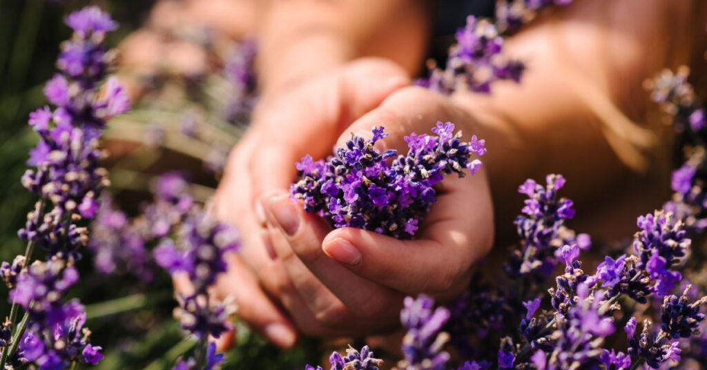 someone picking lavender