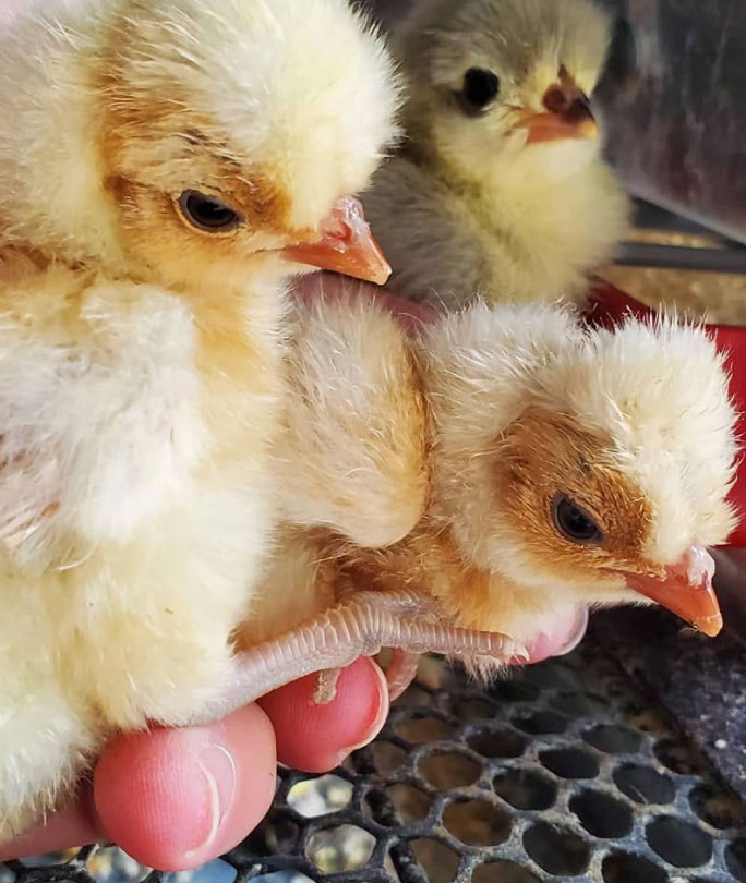 baby chicks